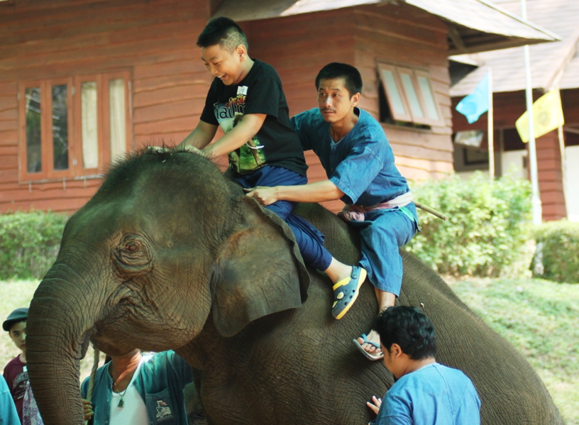 Thai Elephant Therapy Project #1